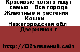 Красивые котята ищут семью - Все города Животные и растения » Кошки   . Нижегородская обл.,Дзержинск г.